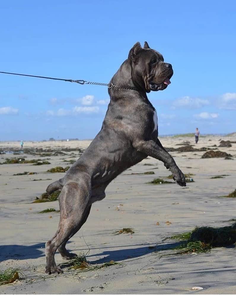 adult cane corso on a leash