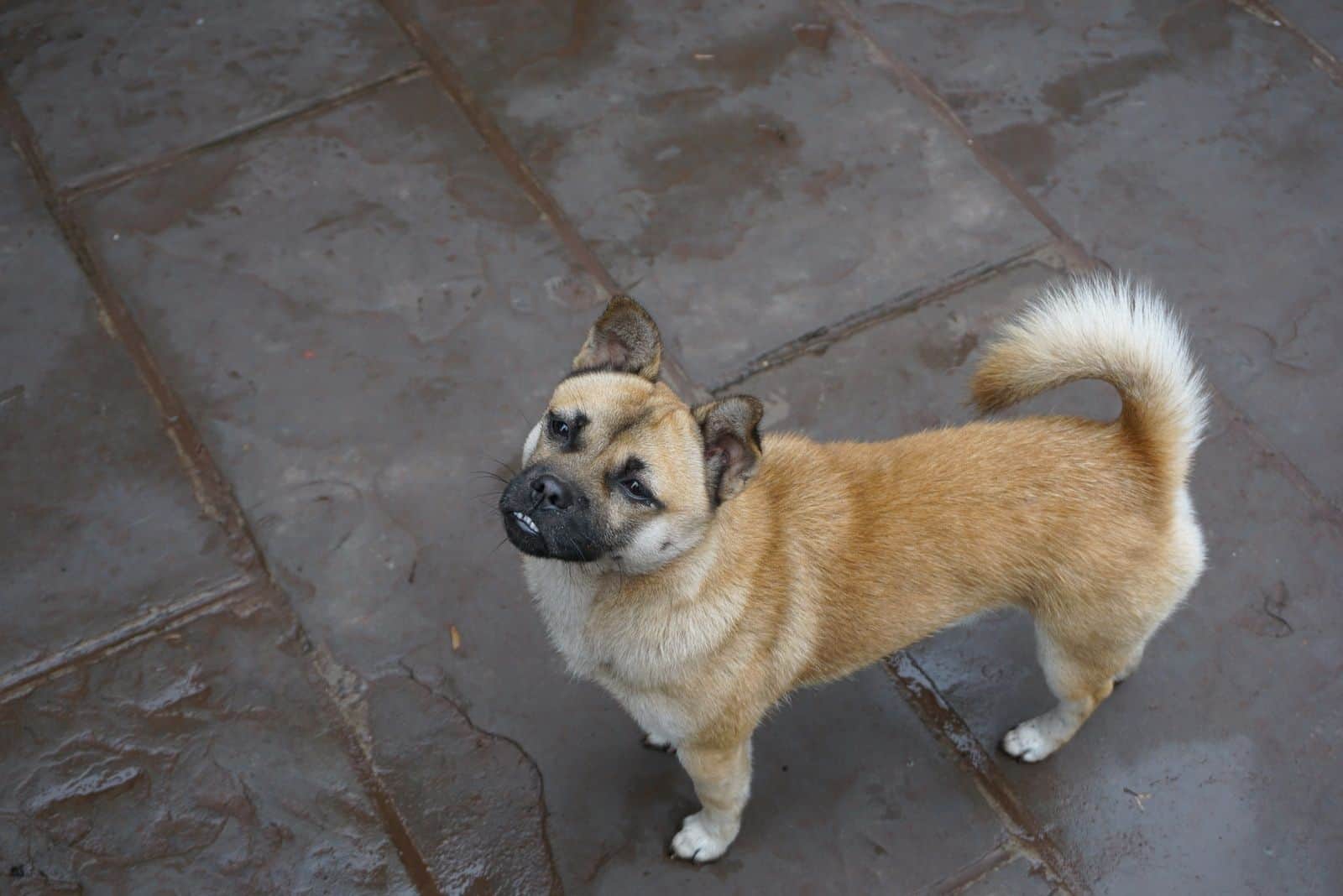 adult chigi standing outdoors looking up at the camera