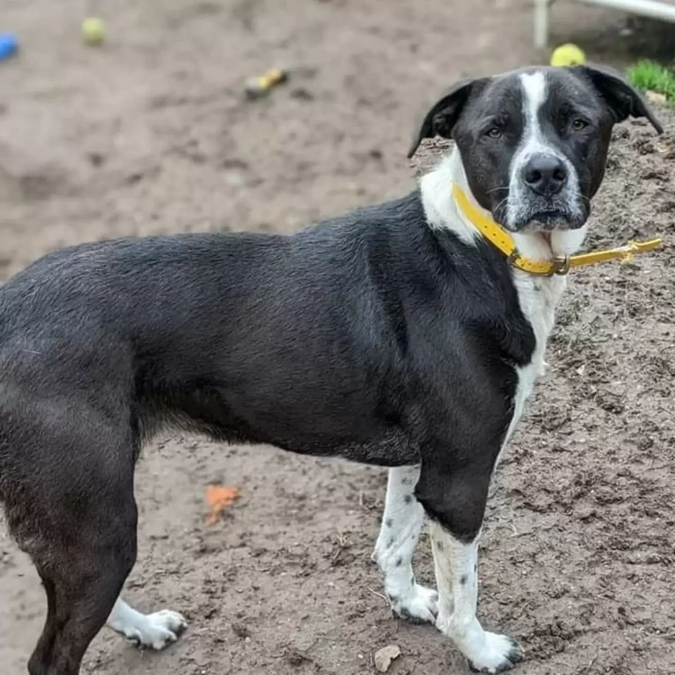 adult dog on leash