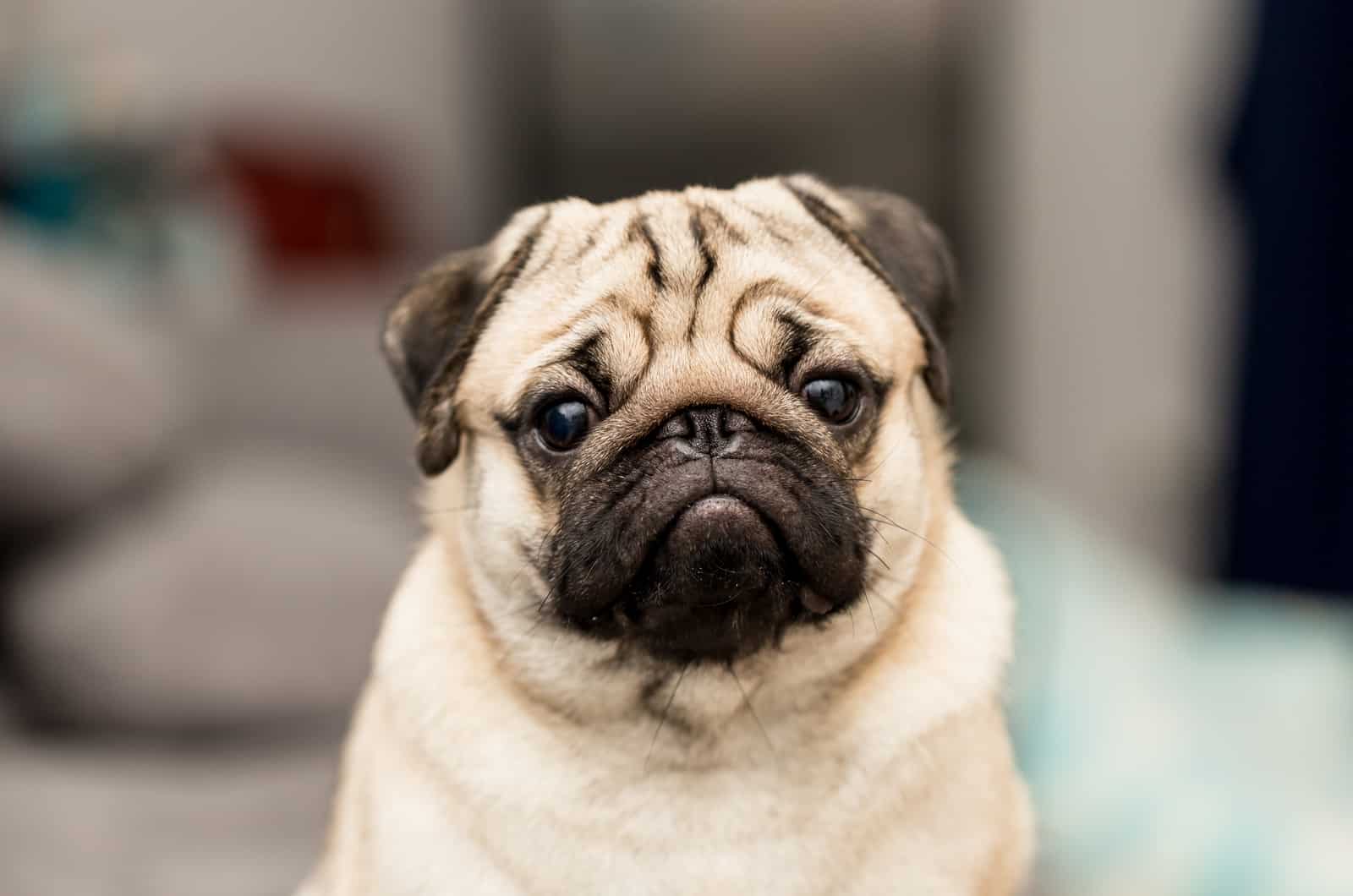 adult fawn pug