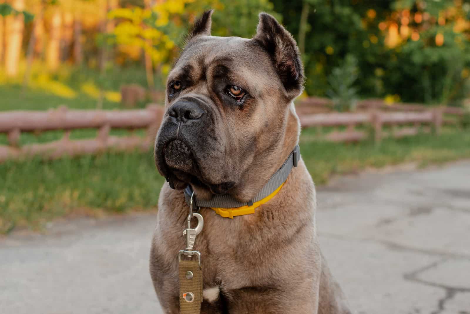 adult formentino cane corso