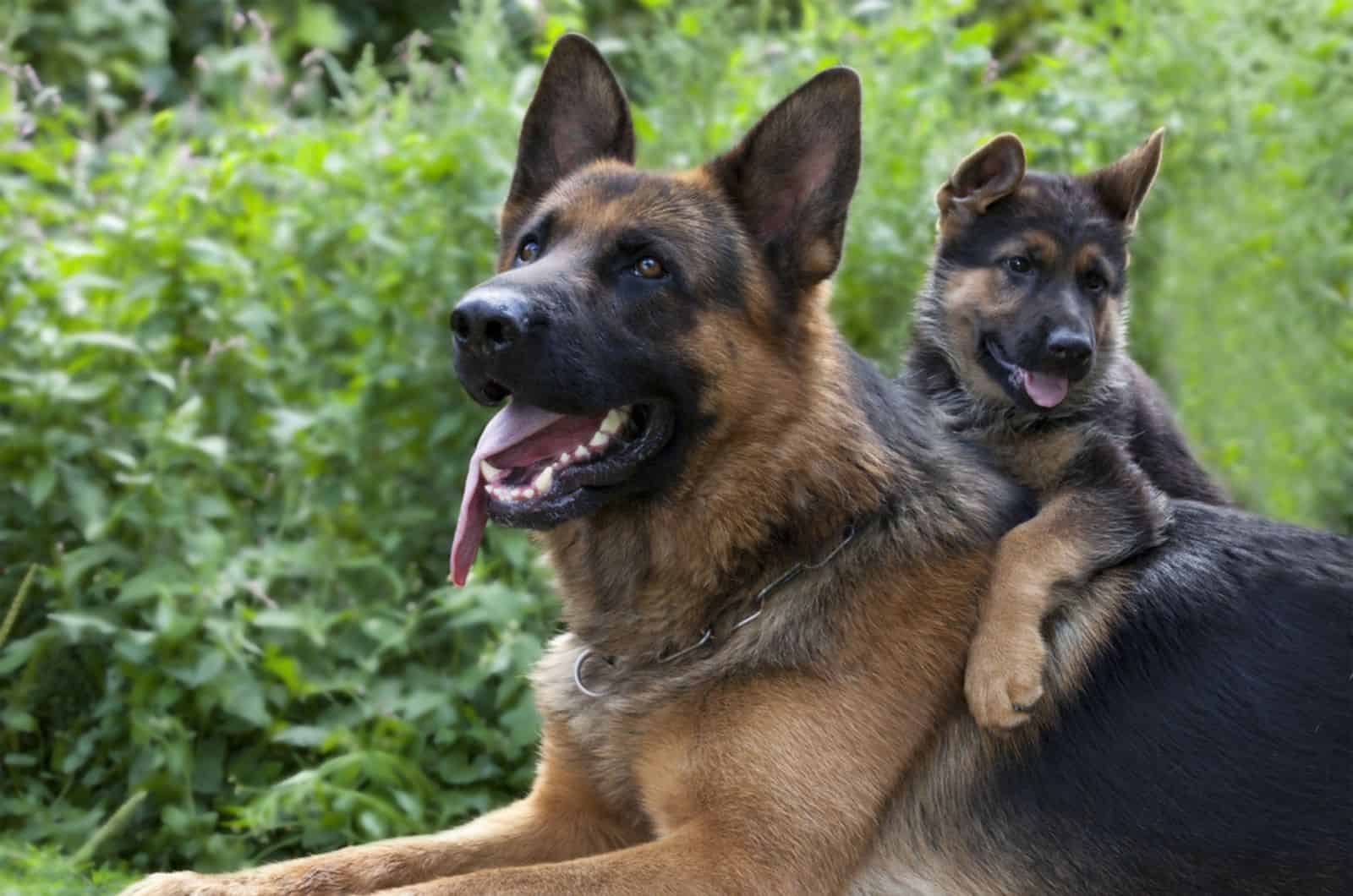 adult german shepherd and her puppy in the yard