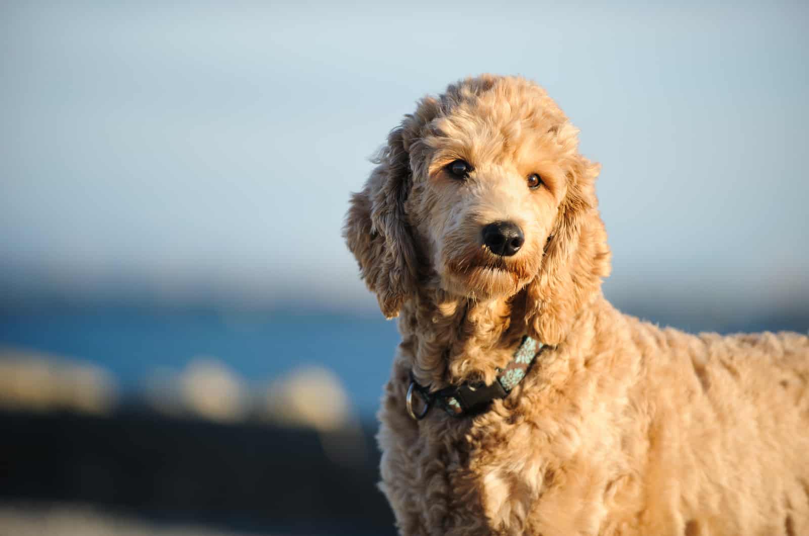 adult goldendoodle