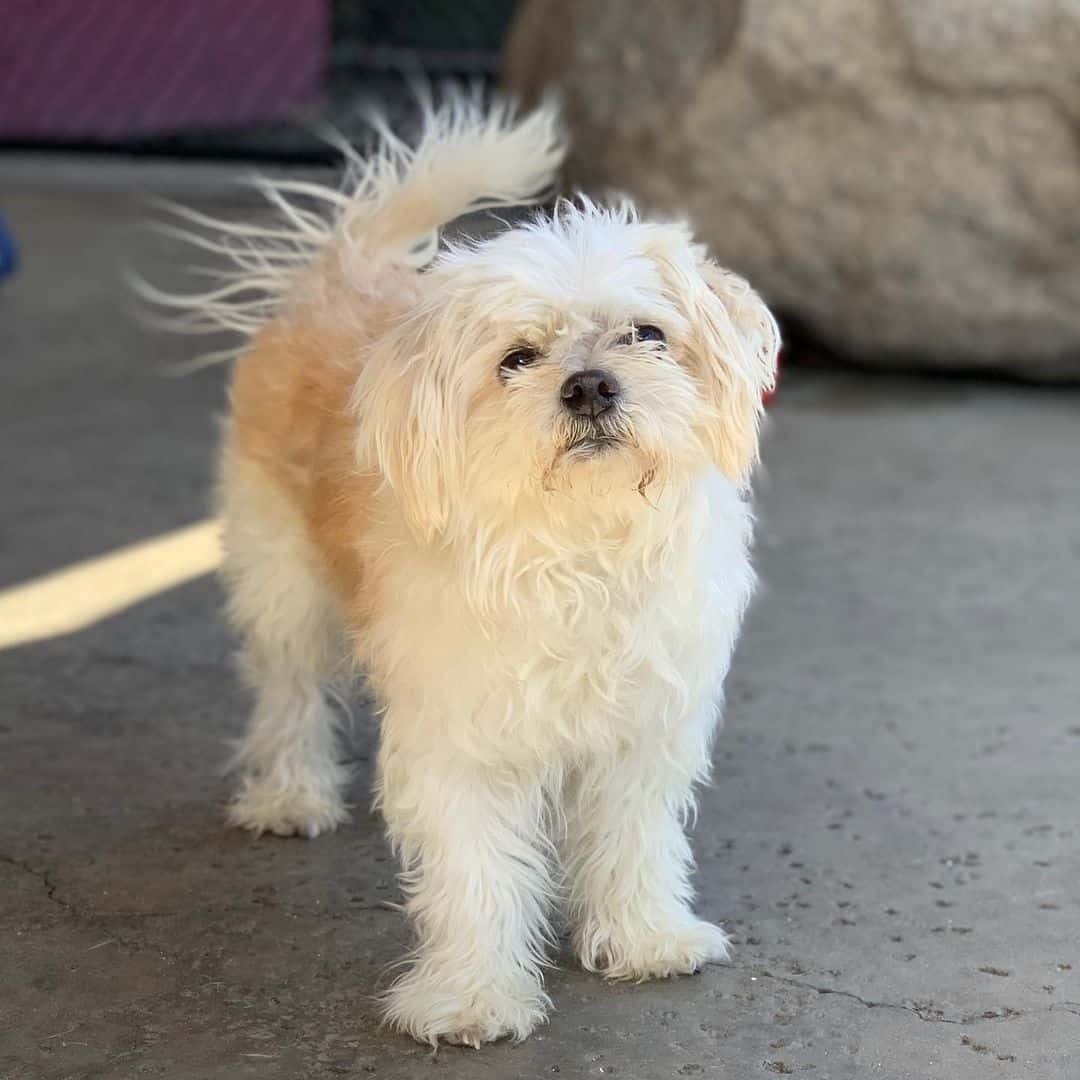 adult maltese chihuahua mix