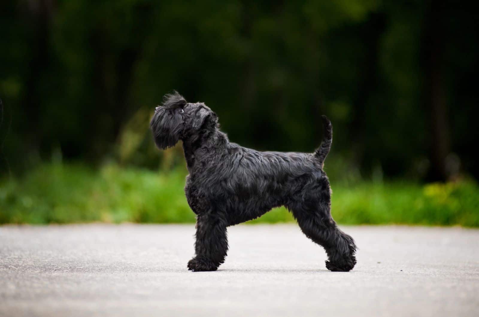 adult miniature schnauzer standing outdoors