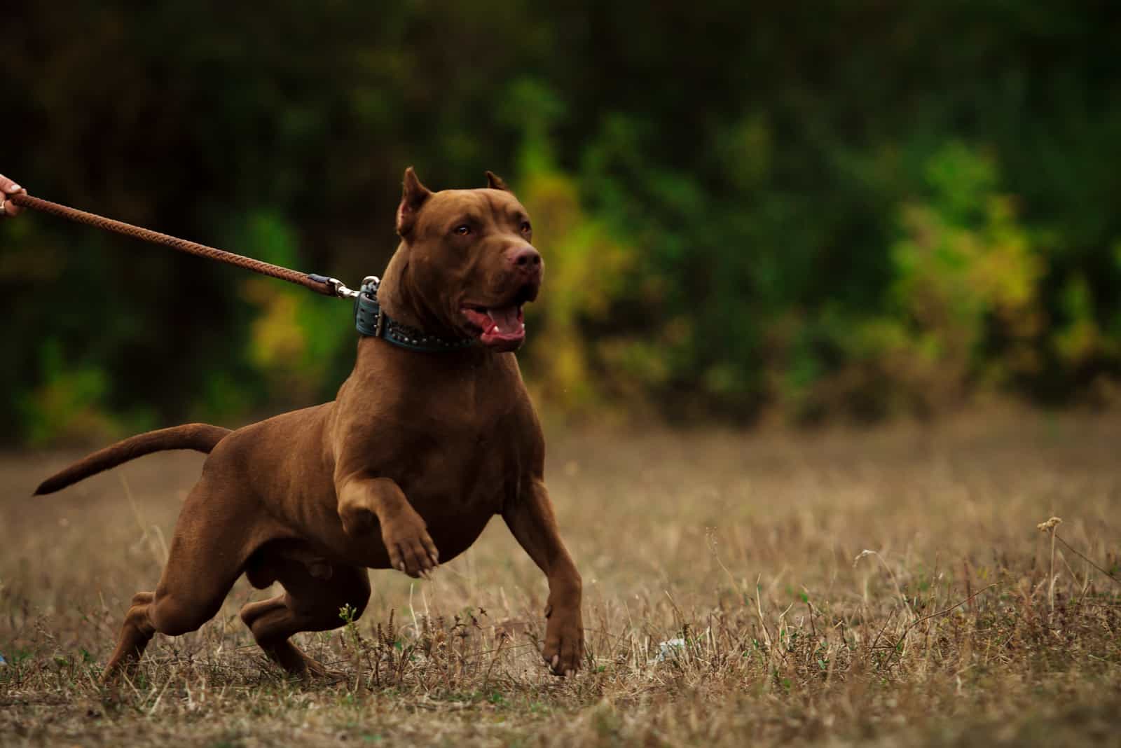 adult pitbull on a leash