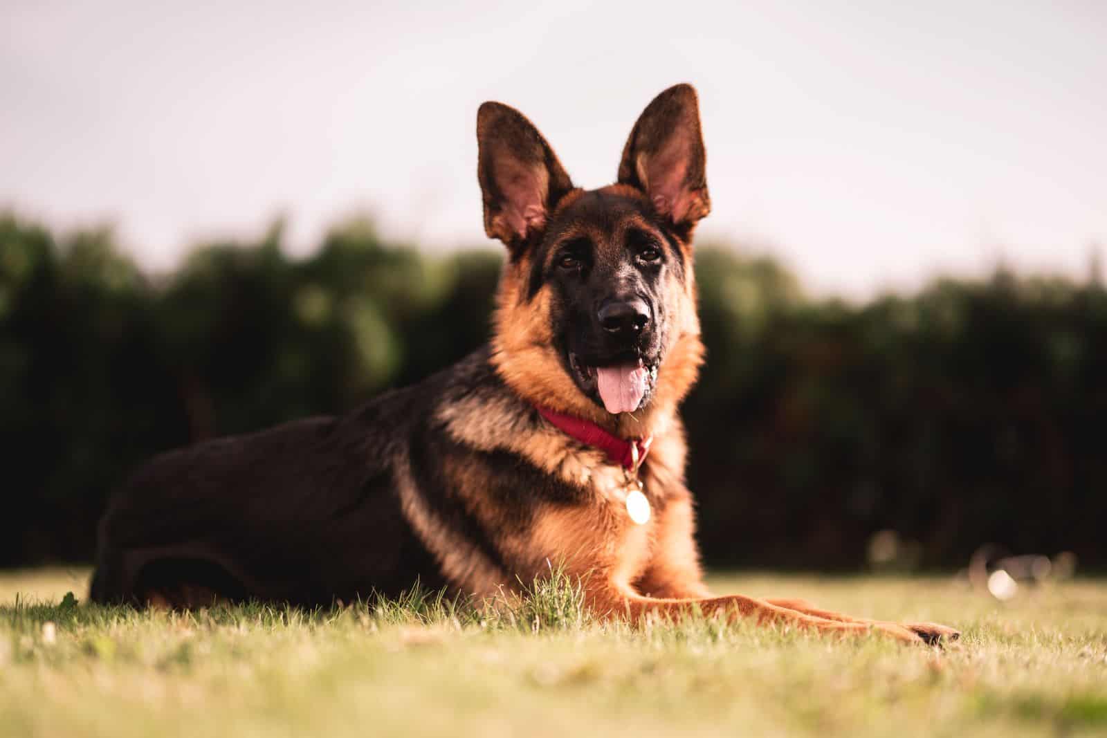 adult purebred german shepherd portrait