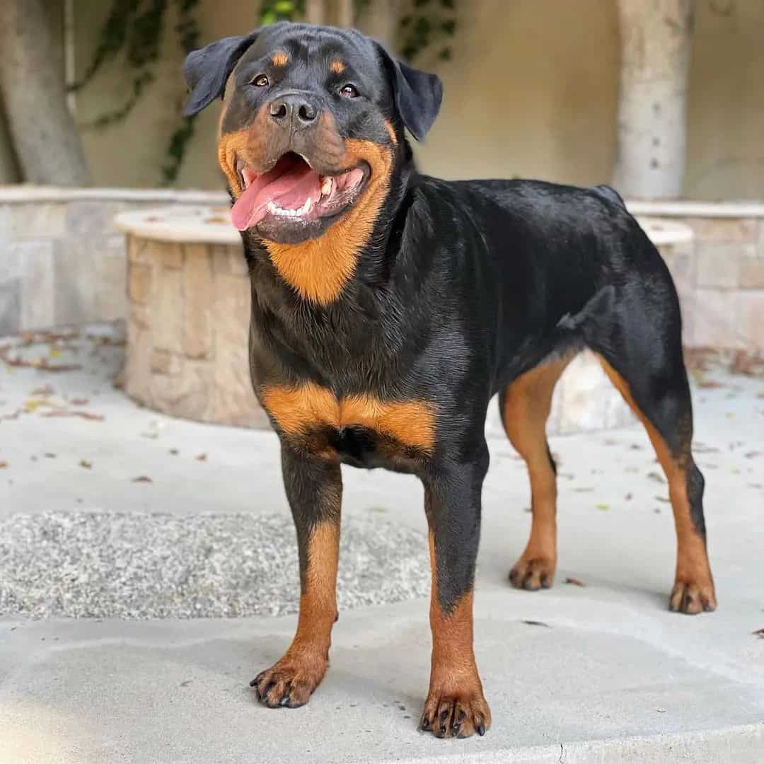 adult rottweiler