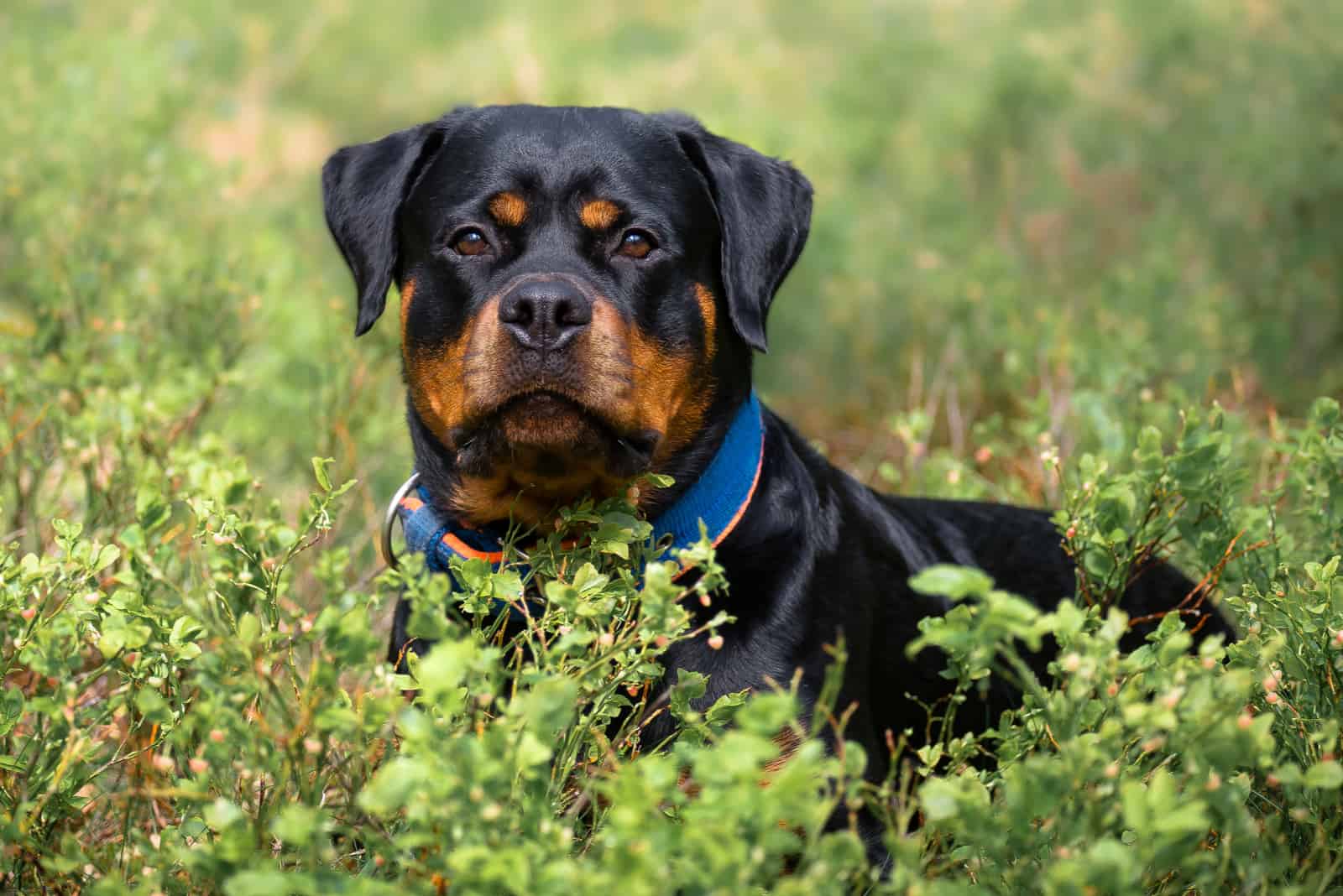 adult rottweiler in grass