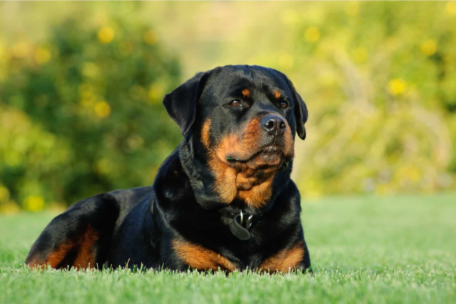 adult rottweiler resting outside