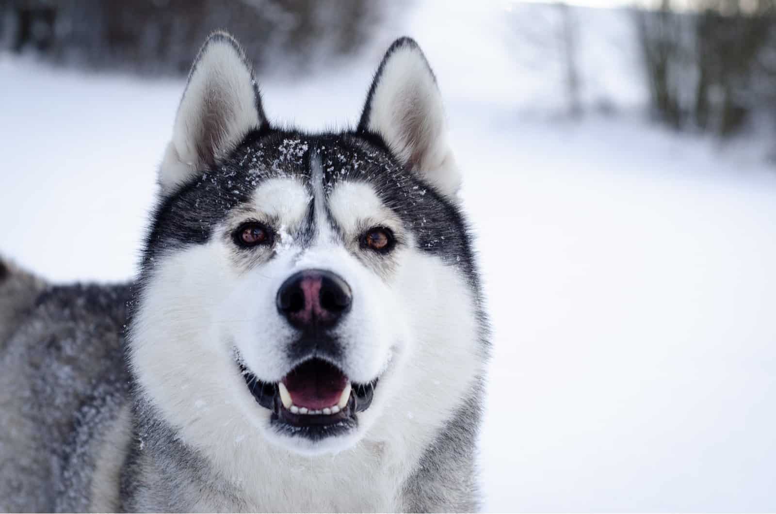 adult siberian husky