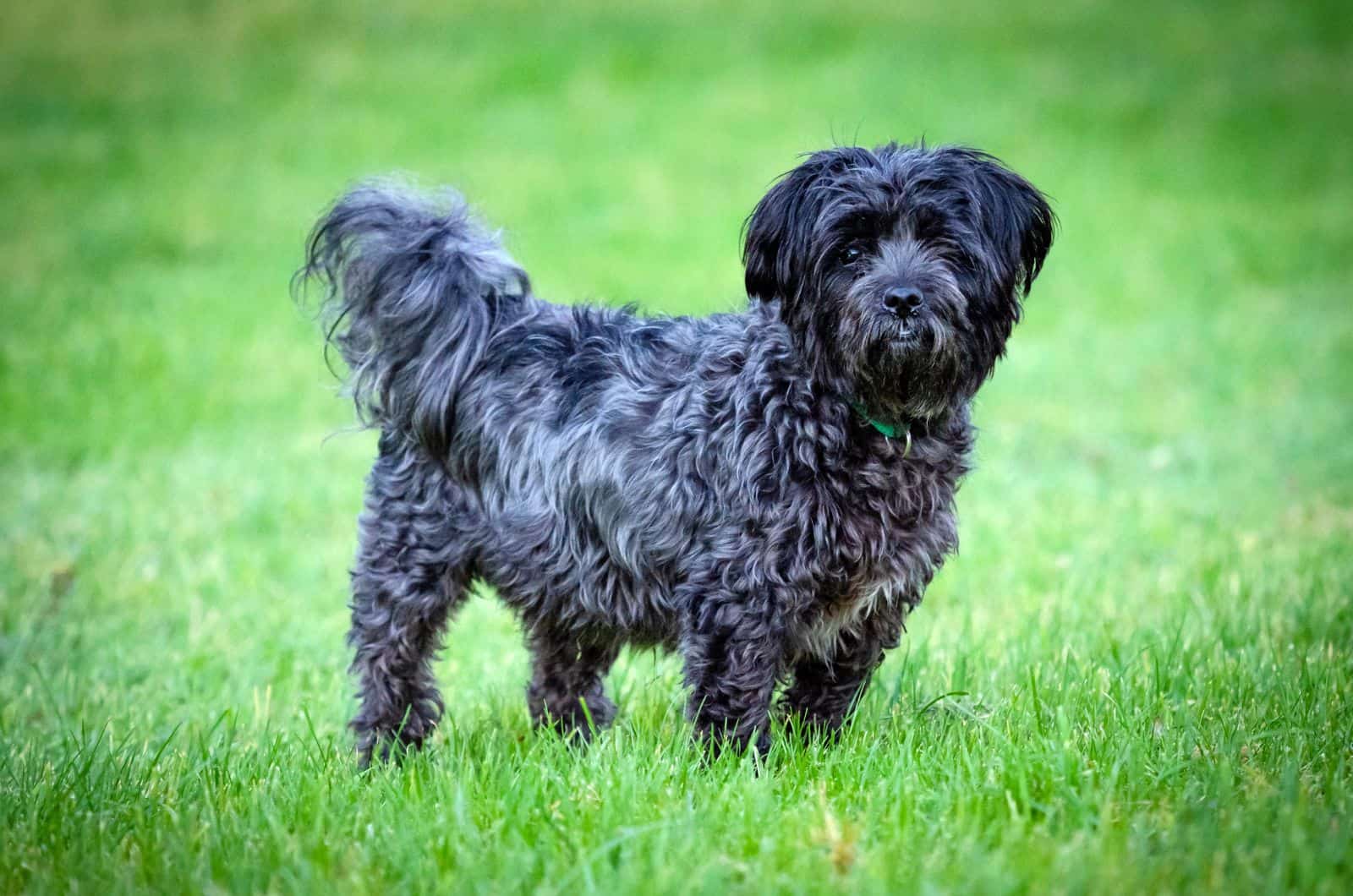 Affenpinscher