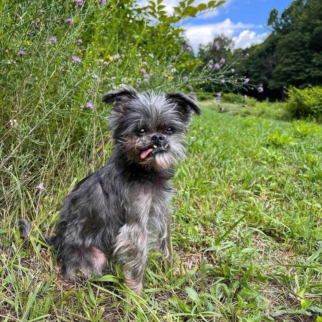 Affenpinscher