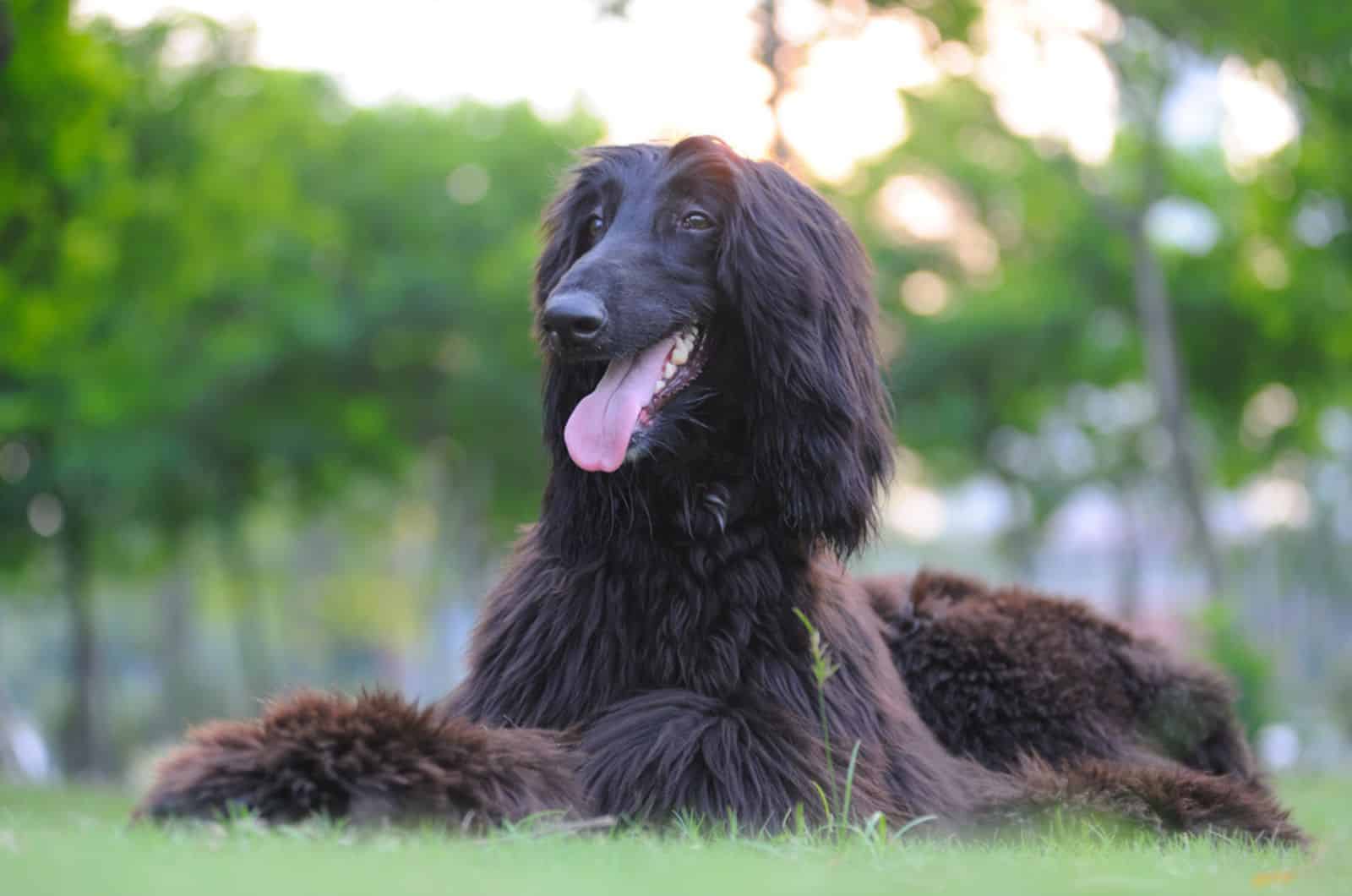 afghan hound lying on the grass