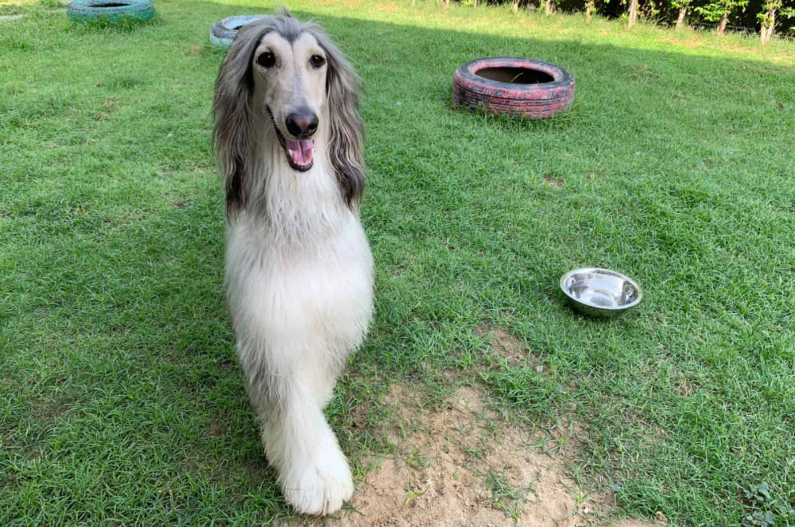 afghan hound dog in the garden