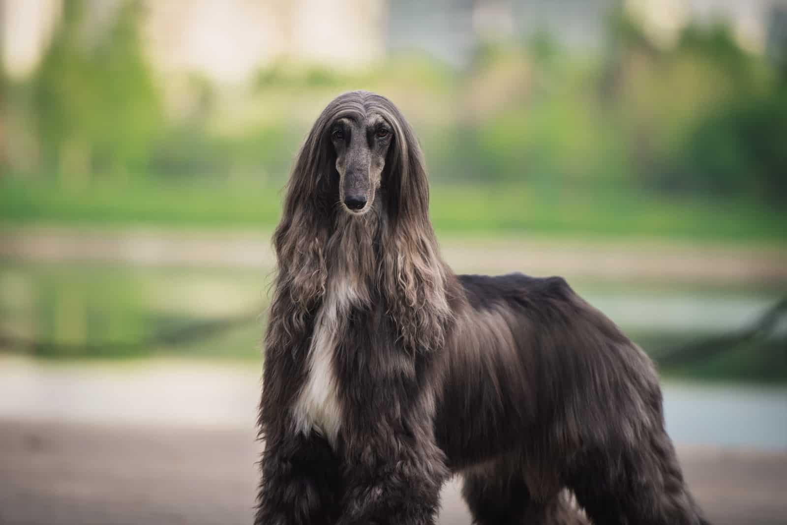 Afghan Hound dog