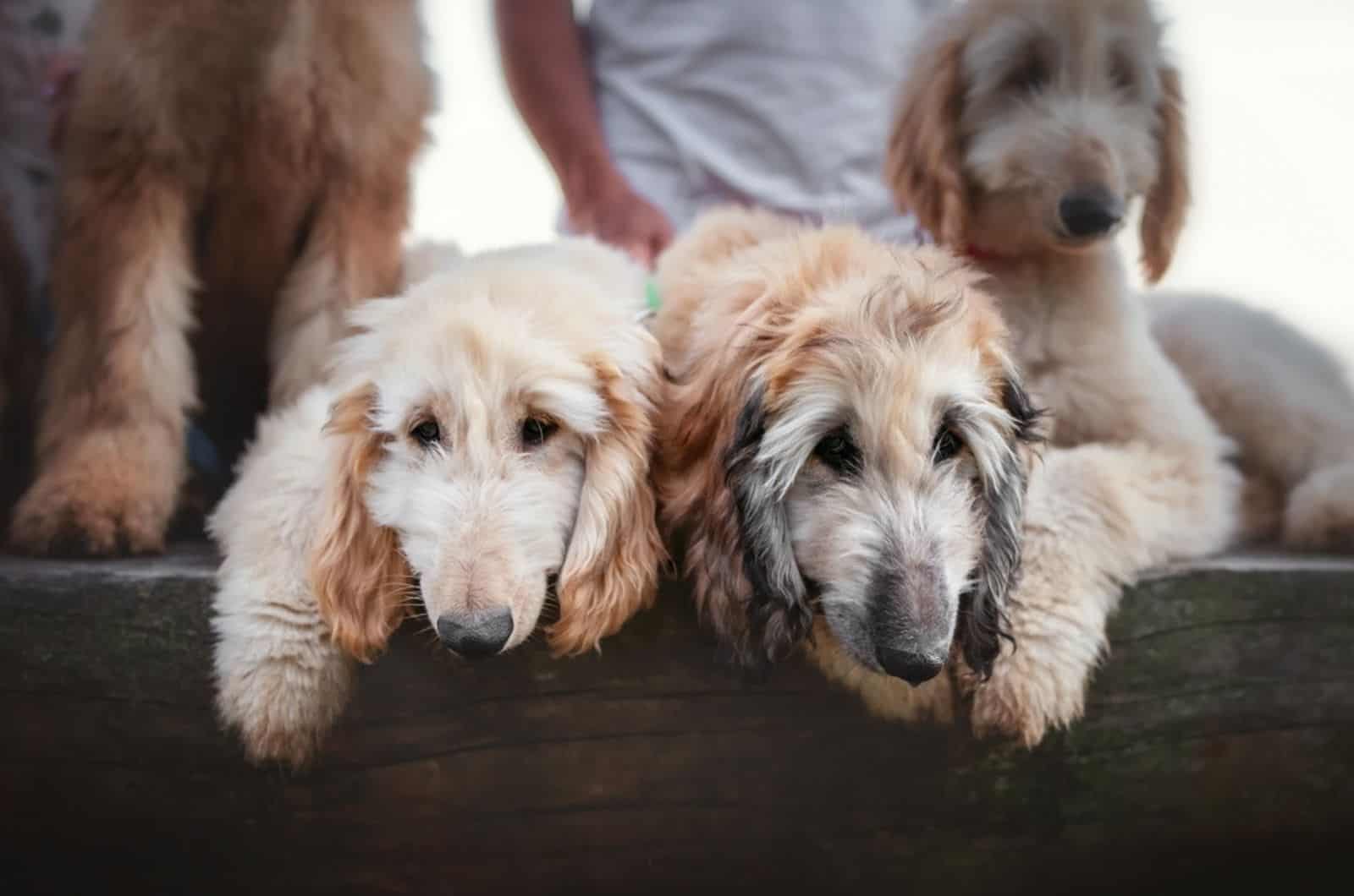 afghan hound puppies on the bench