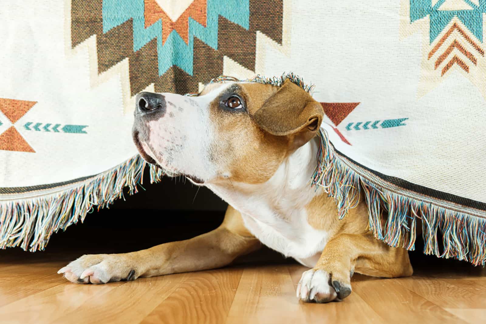 afraid dog hiding under the bed