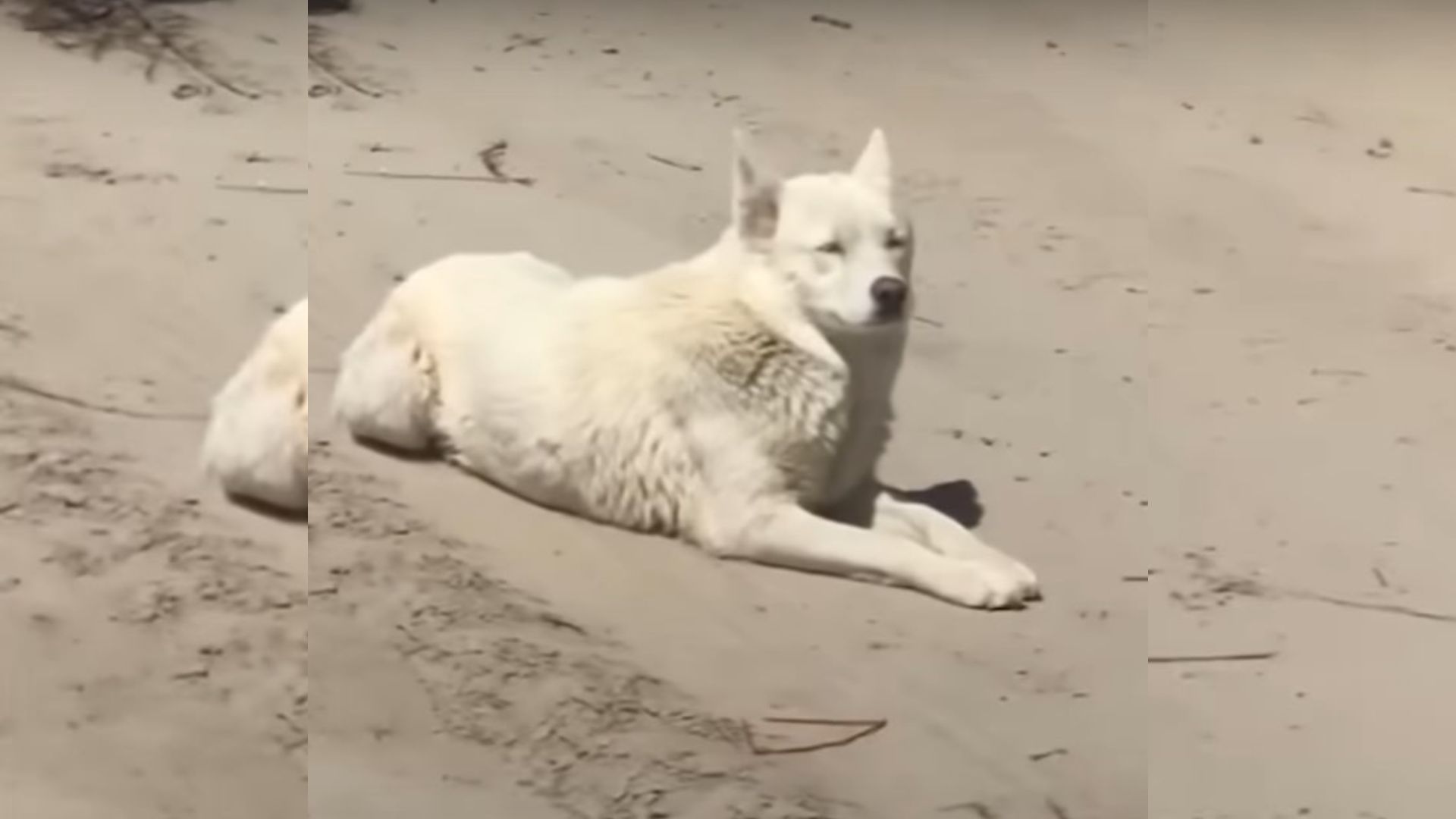 After 733 Days Of Waiting In A Foster Home, Opal The Husky Meets Her New Family