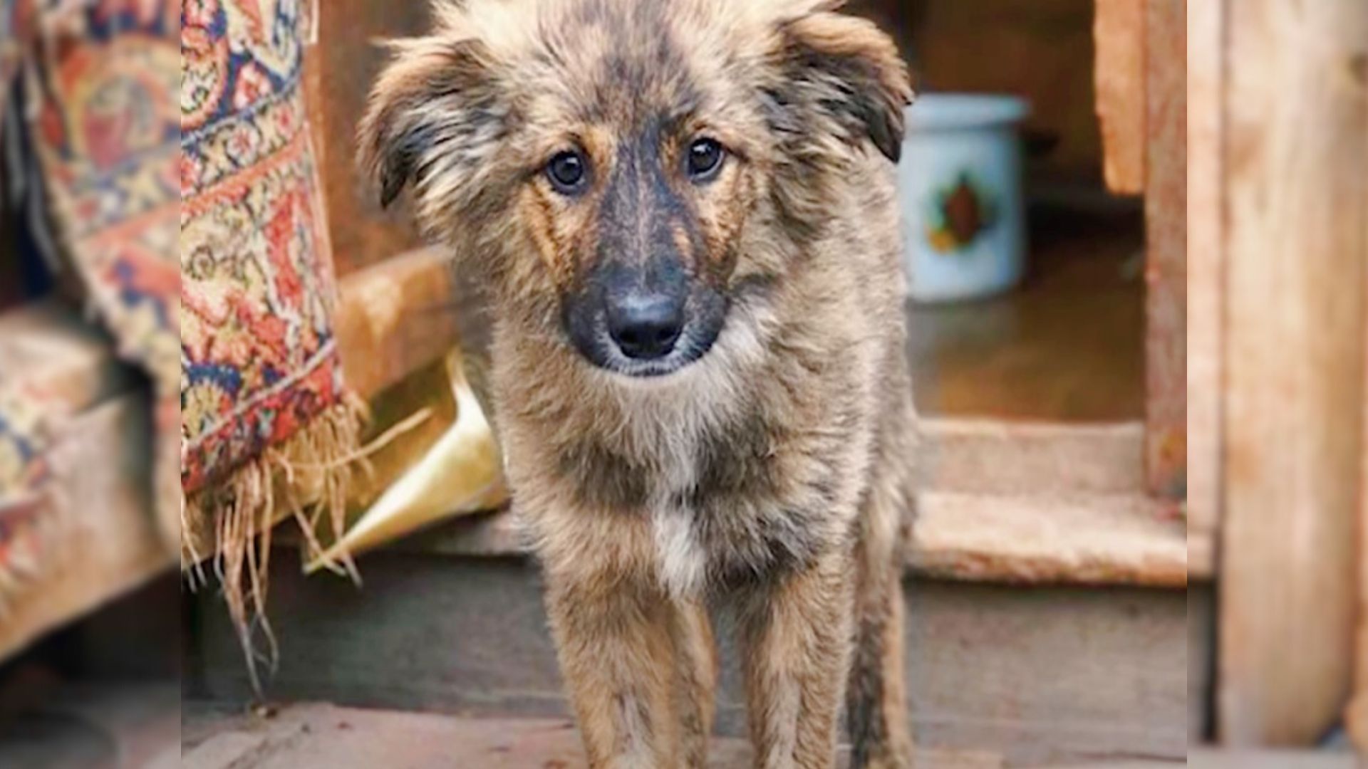 After All The Disappointments, Puppy’s Lonely Days In The Shelter Were Numbered