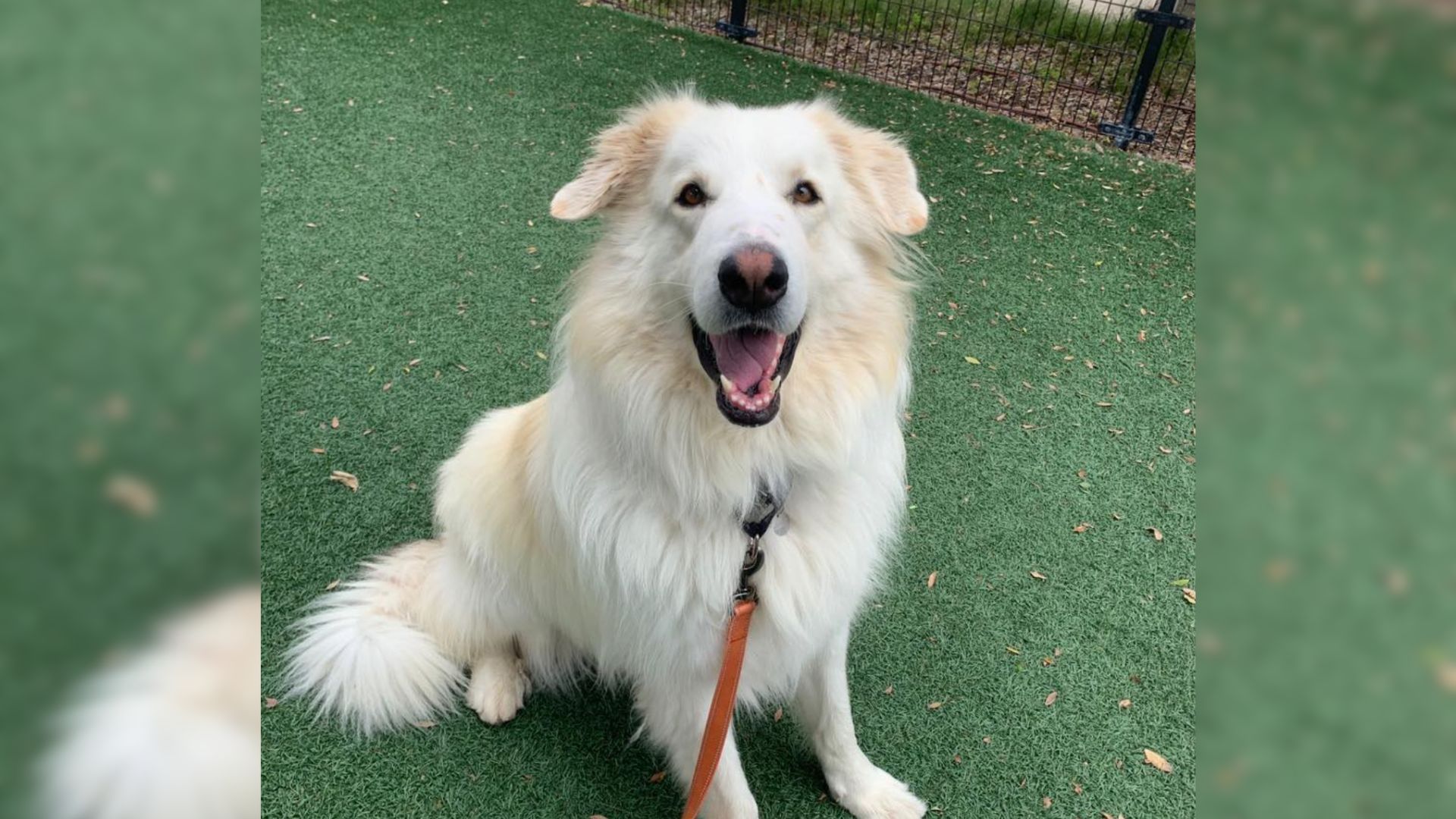 After Many Failed Adoptions, The 115-Pound Dog Finally Finds The Perfect Home