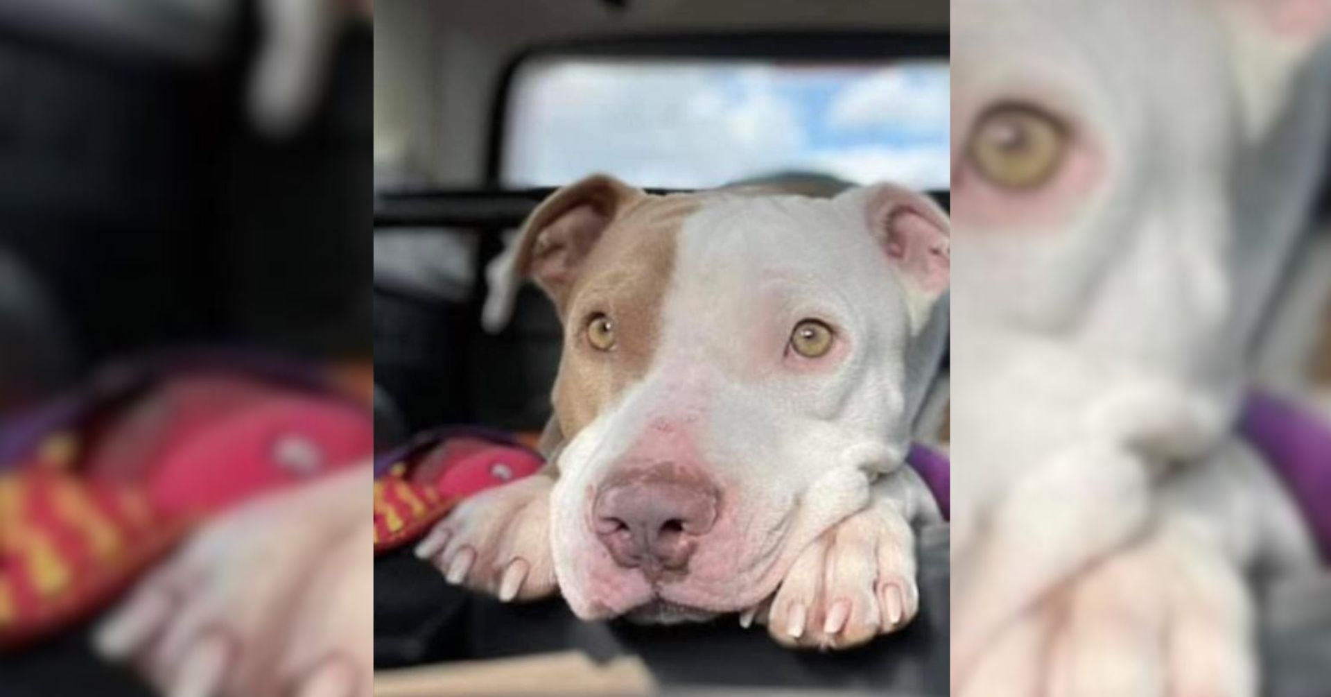 This Rescue Dog Struggled To Find A Home For 3 Years Until His Luck Changed One Day