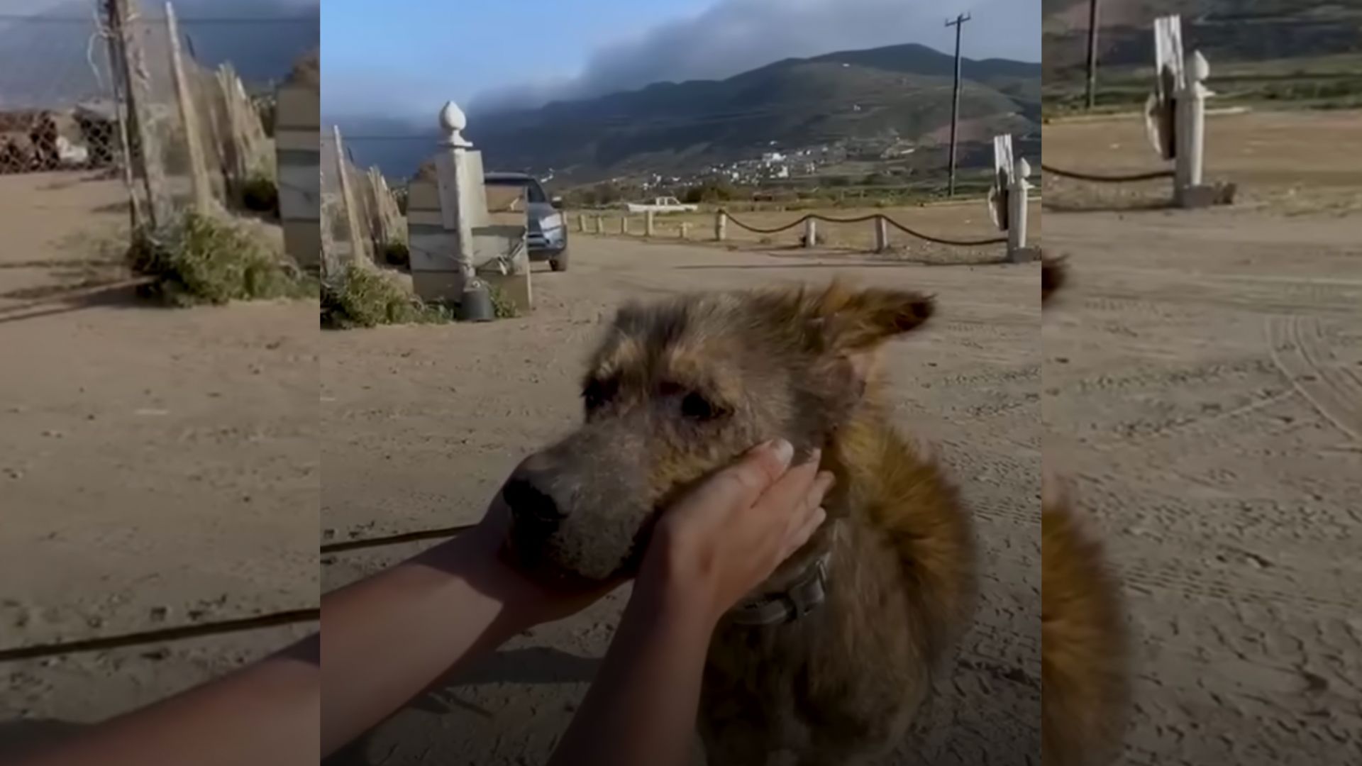 Man Reunites With Coyote-Looking Dog 2 Years After He Saved Him From The Road