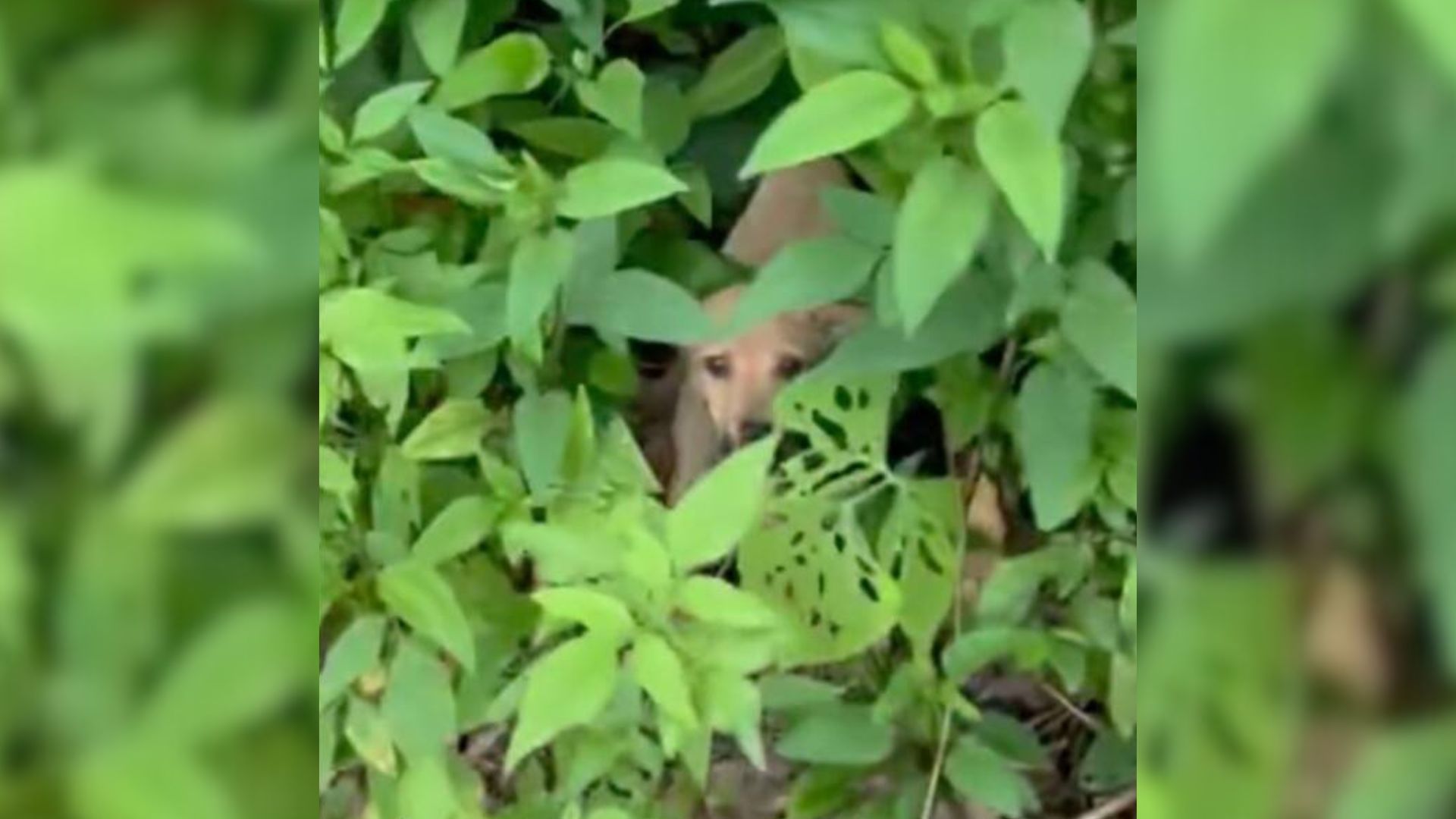 Man Came To Save A Sweet Dog Only To Hear More Noise Coming From The Forest