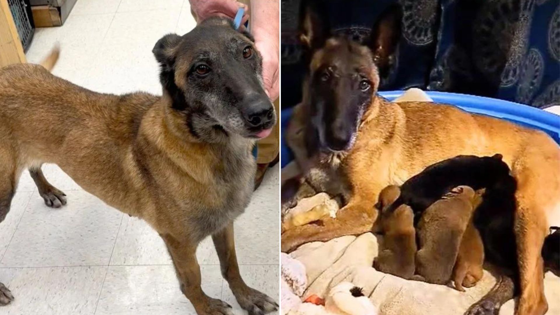 After The Owners Abused Her, This Dog Was Separated From Her Puppies For Their Own Good