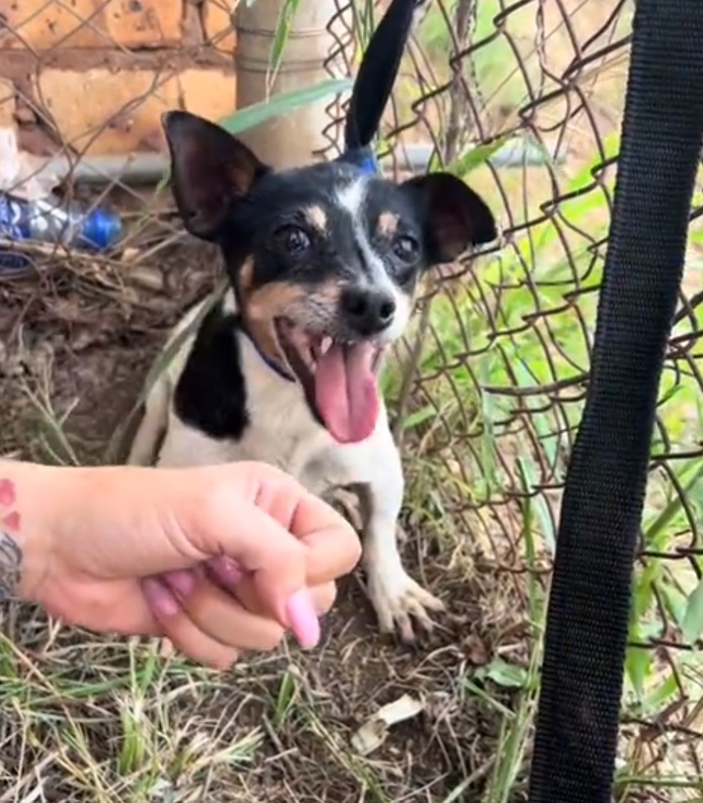 aggresive dog barking