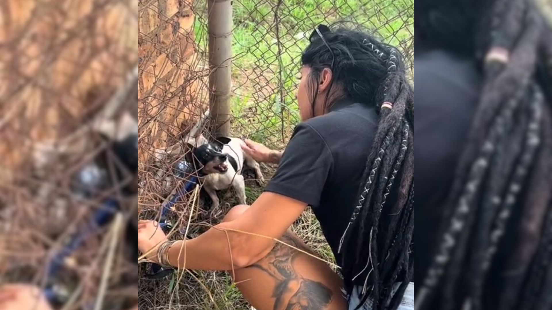 Traumatized Dog Who Didn’t Allow Humans To Approach Him Completely Transformed After Being Rescued