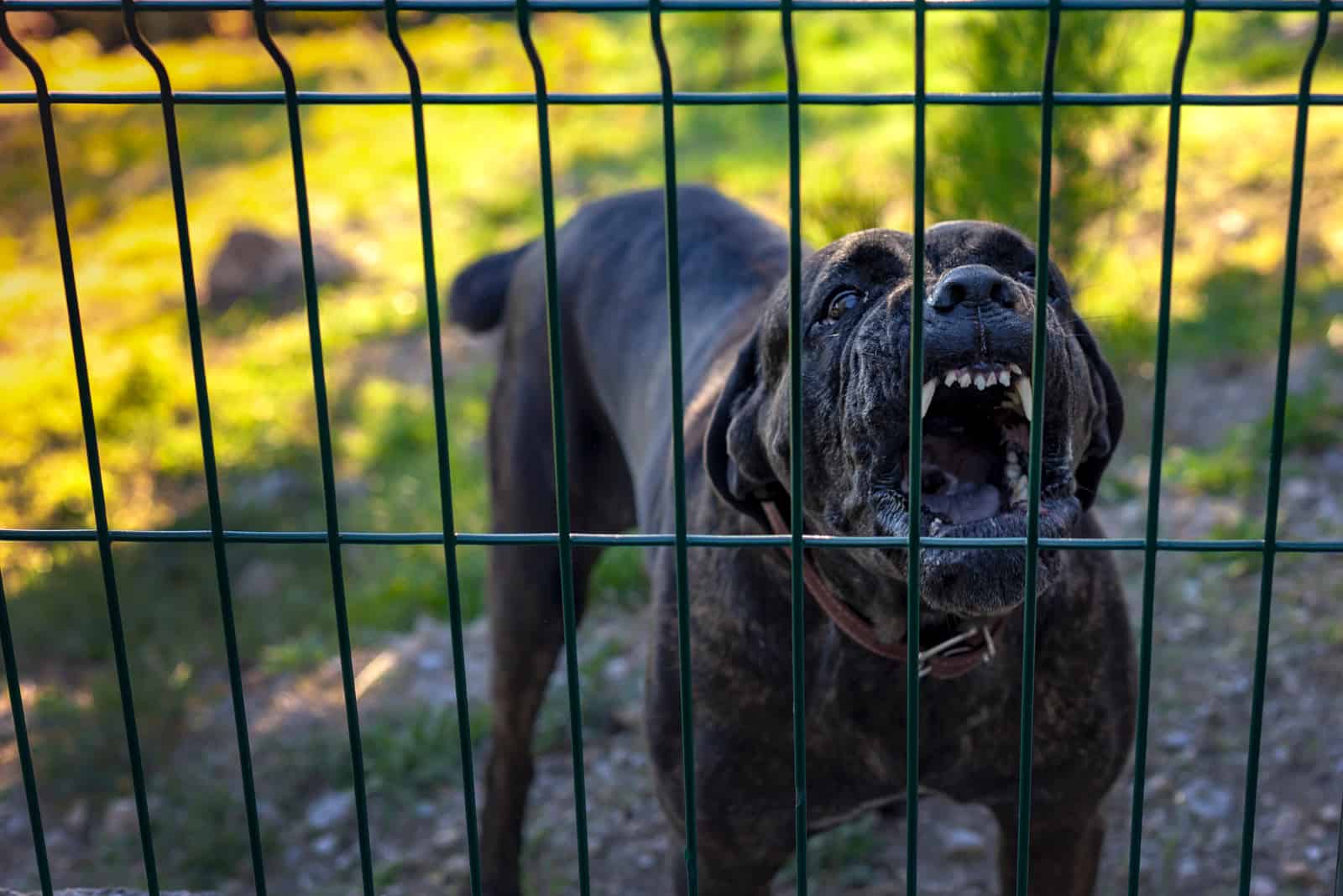 Aggressive black Dog