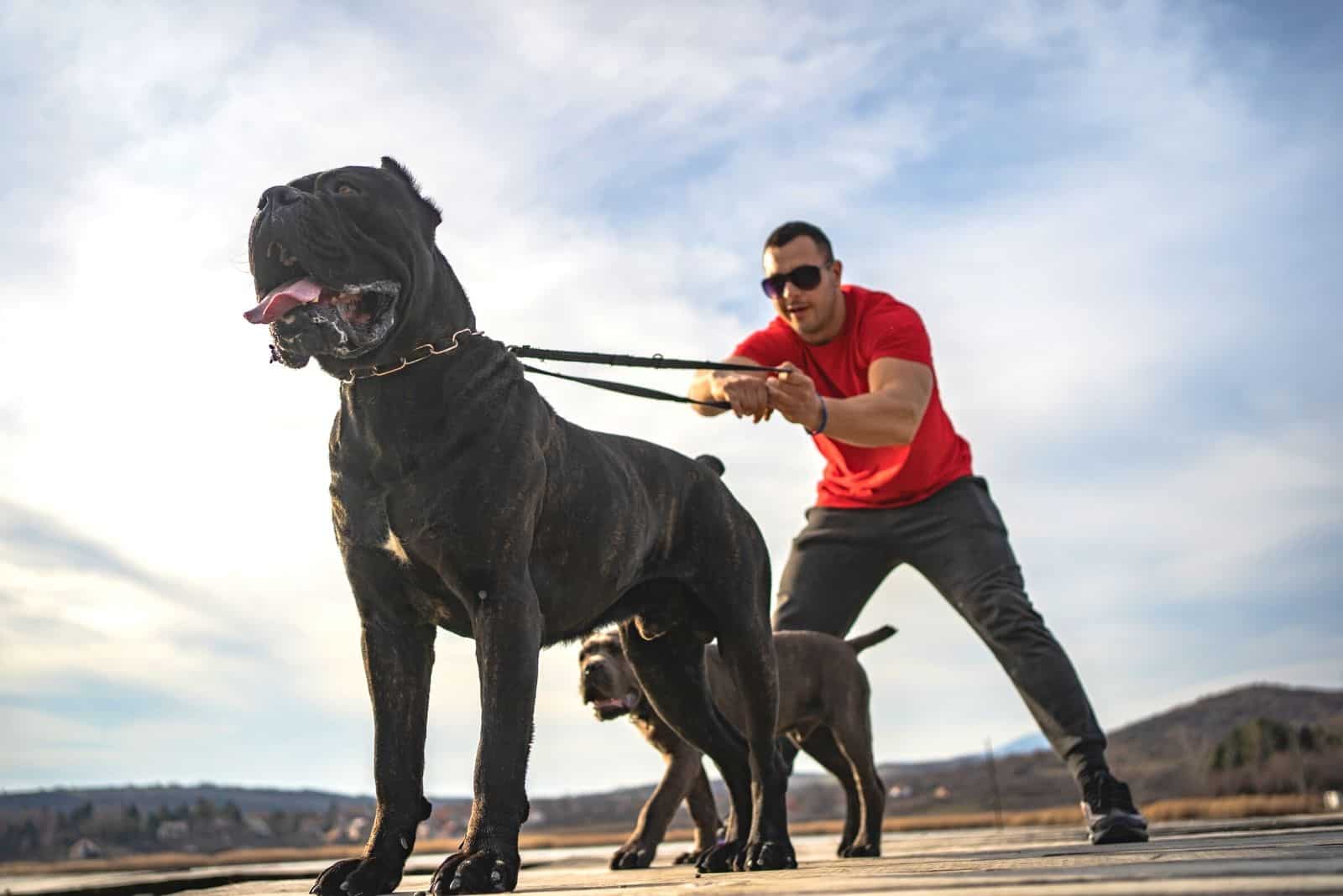 aggressive cane corso on leash held by its trainor