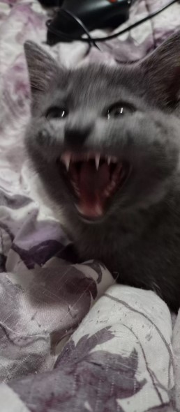 aggressive cat