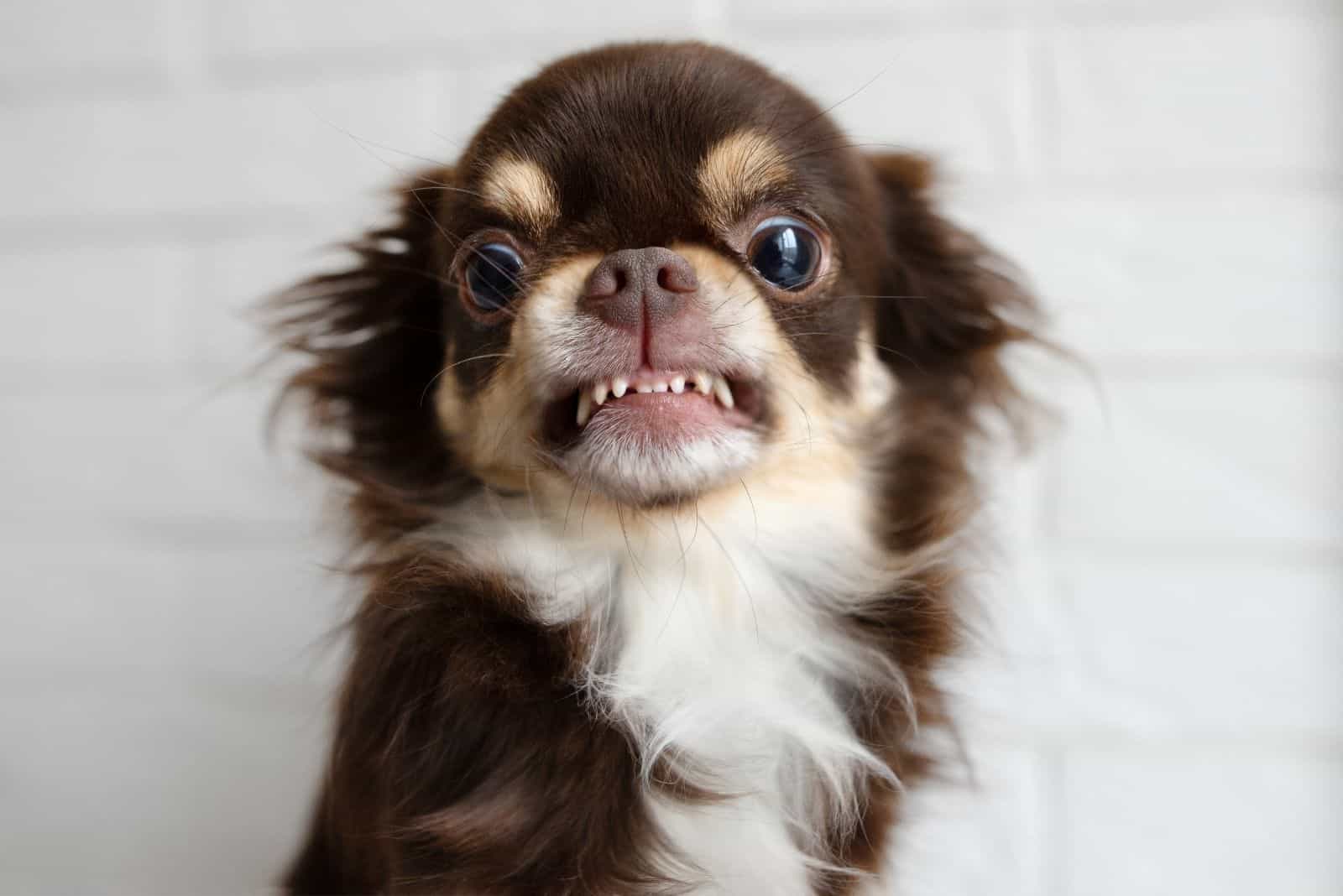 aggressive chihuahua dog snarling at the camera