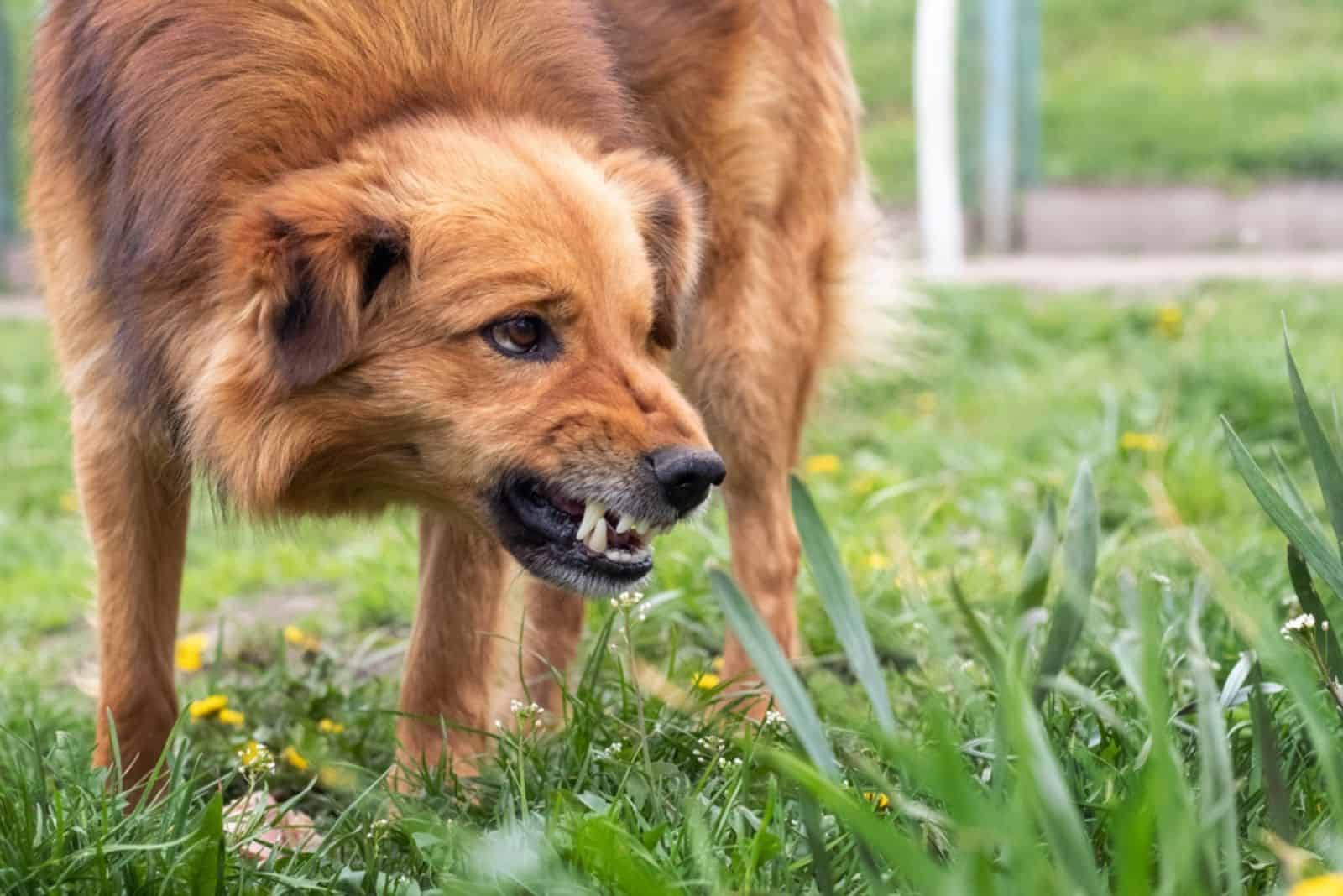 aggressive dog barking in the garden