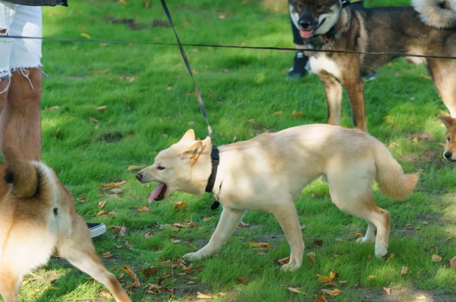 aggressive dog meeting with other dogs in the park