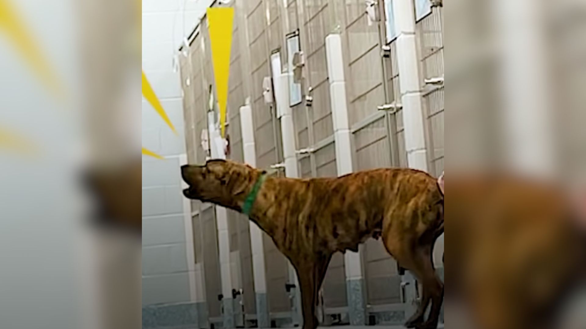 Dog Was Almost Euthanized Because He Was ‘Aggressive’ But Then Something Amazing Happened