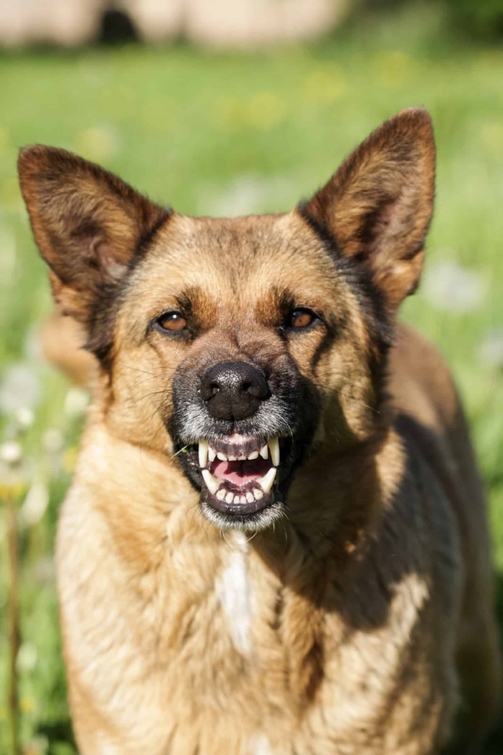 aggressive german shepherd dog growling