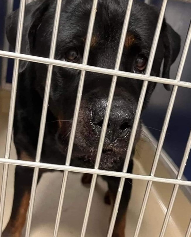 aggressive rottweiler in a cage