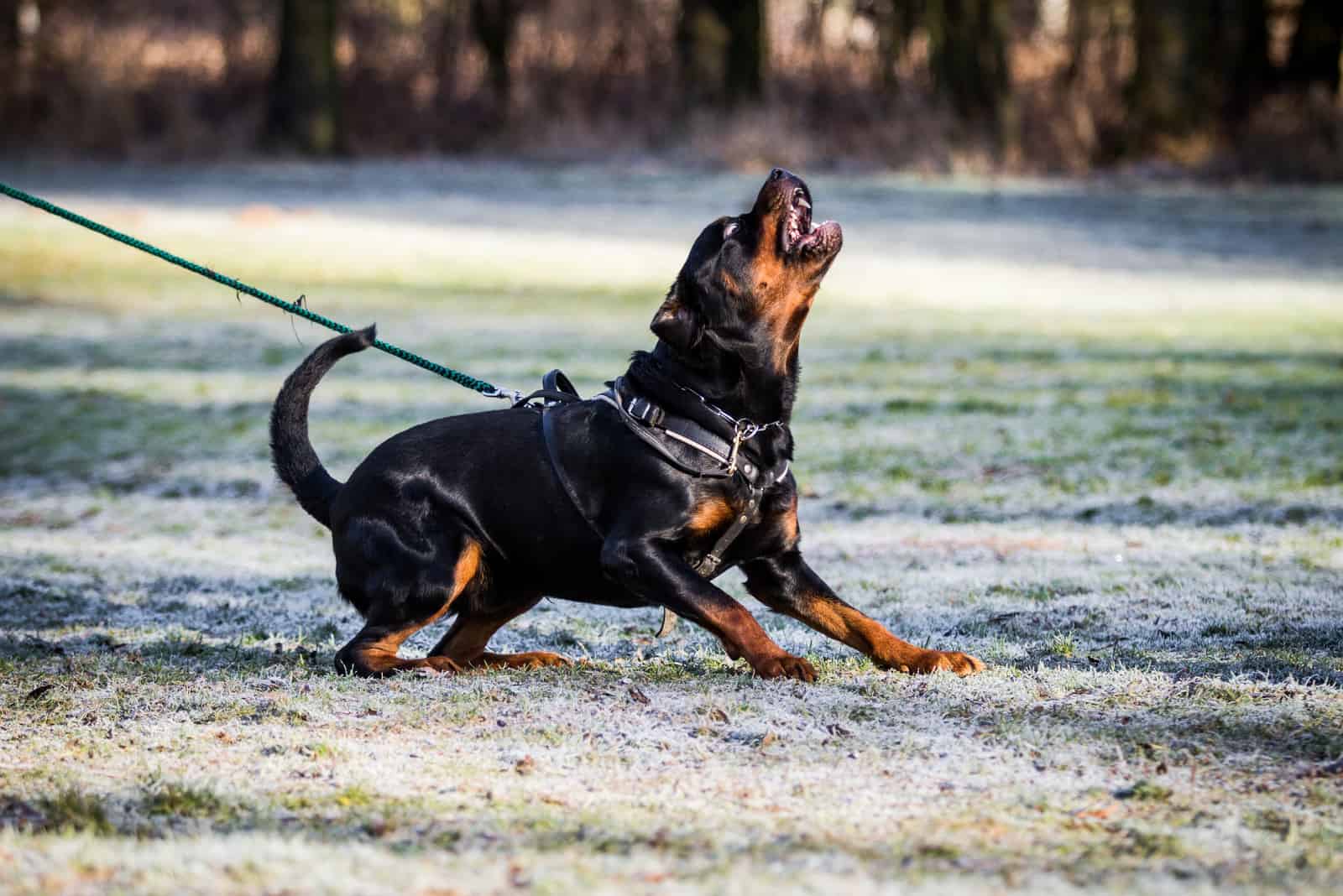 aggressive rottweiler outdoor