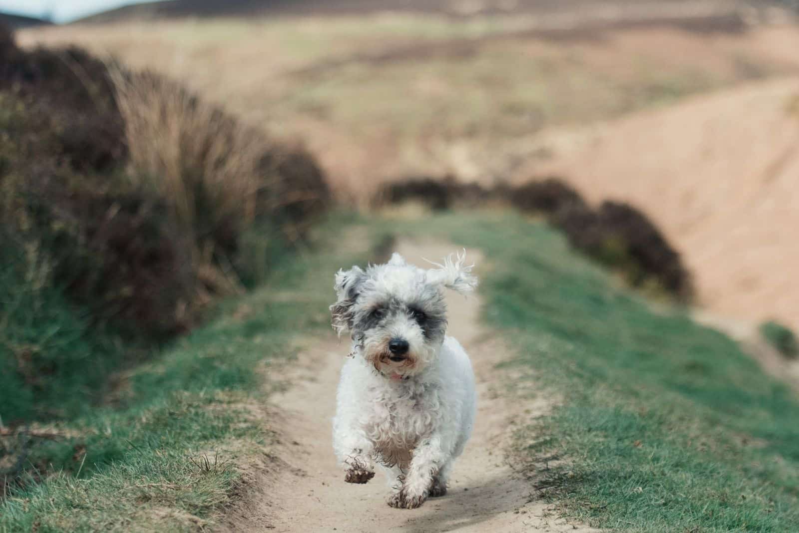 agile merle poodle running in the countryside