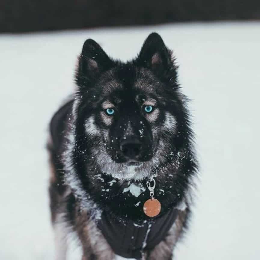 agouti husky dog in nature