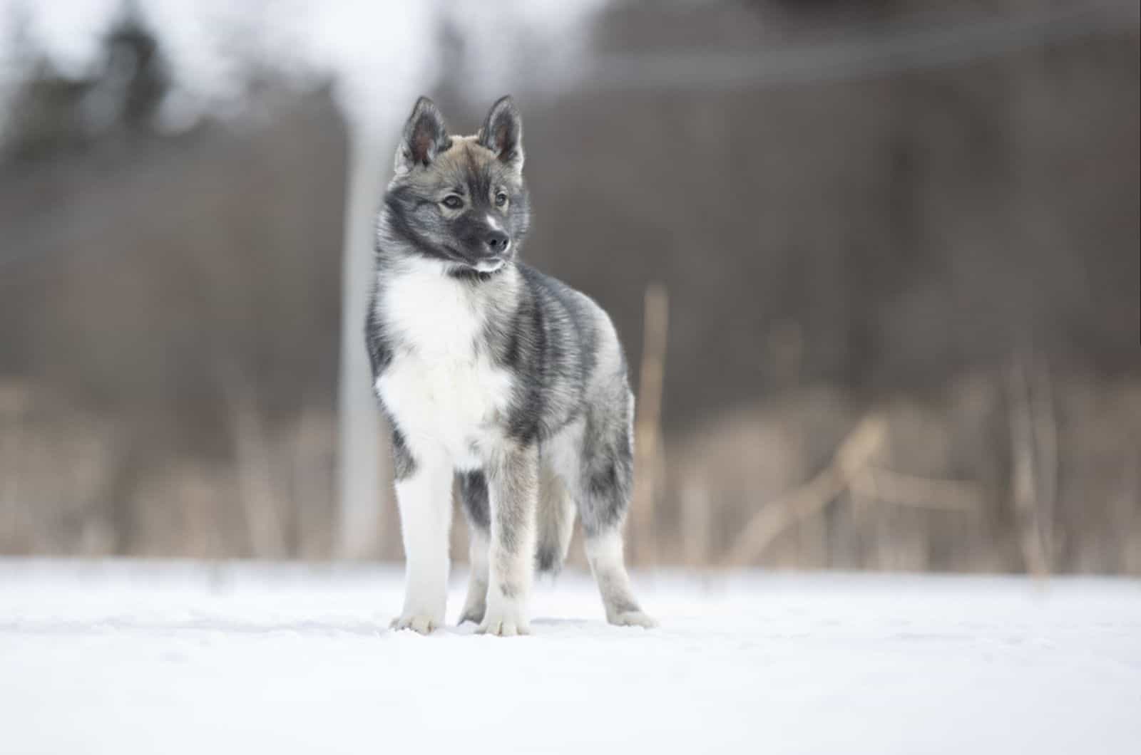 Agouti Husky: Siberian Husky With A Twist