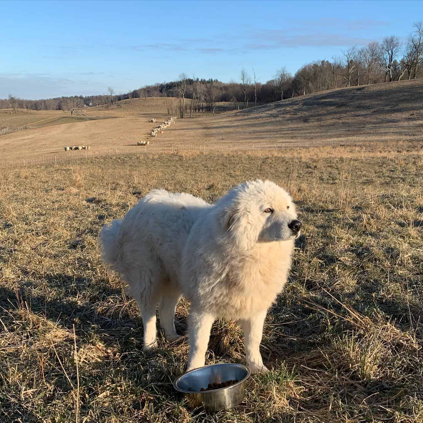 Akbash Dog in nature