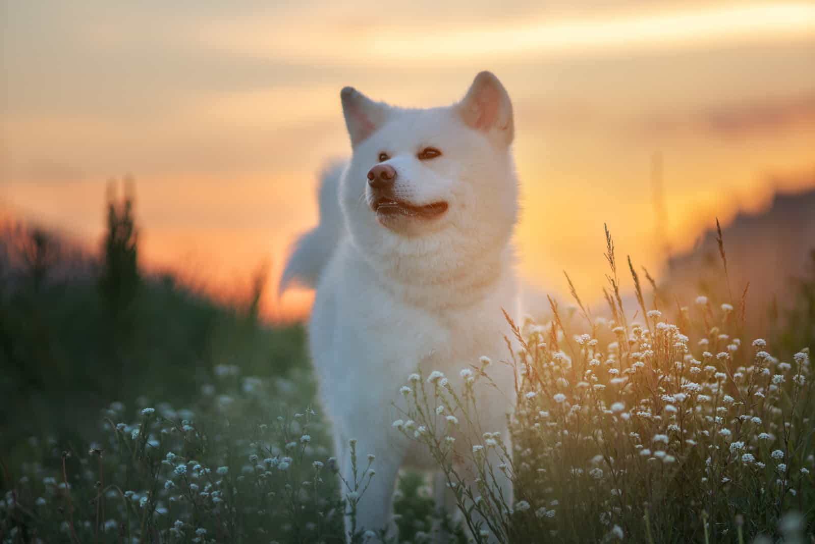 5+ Akita Colors And Patterns: The Rainbow Of Choices