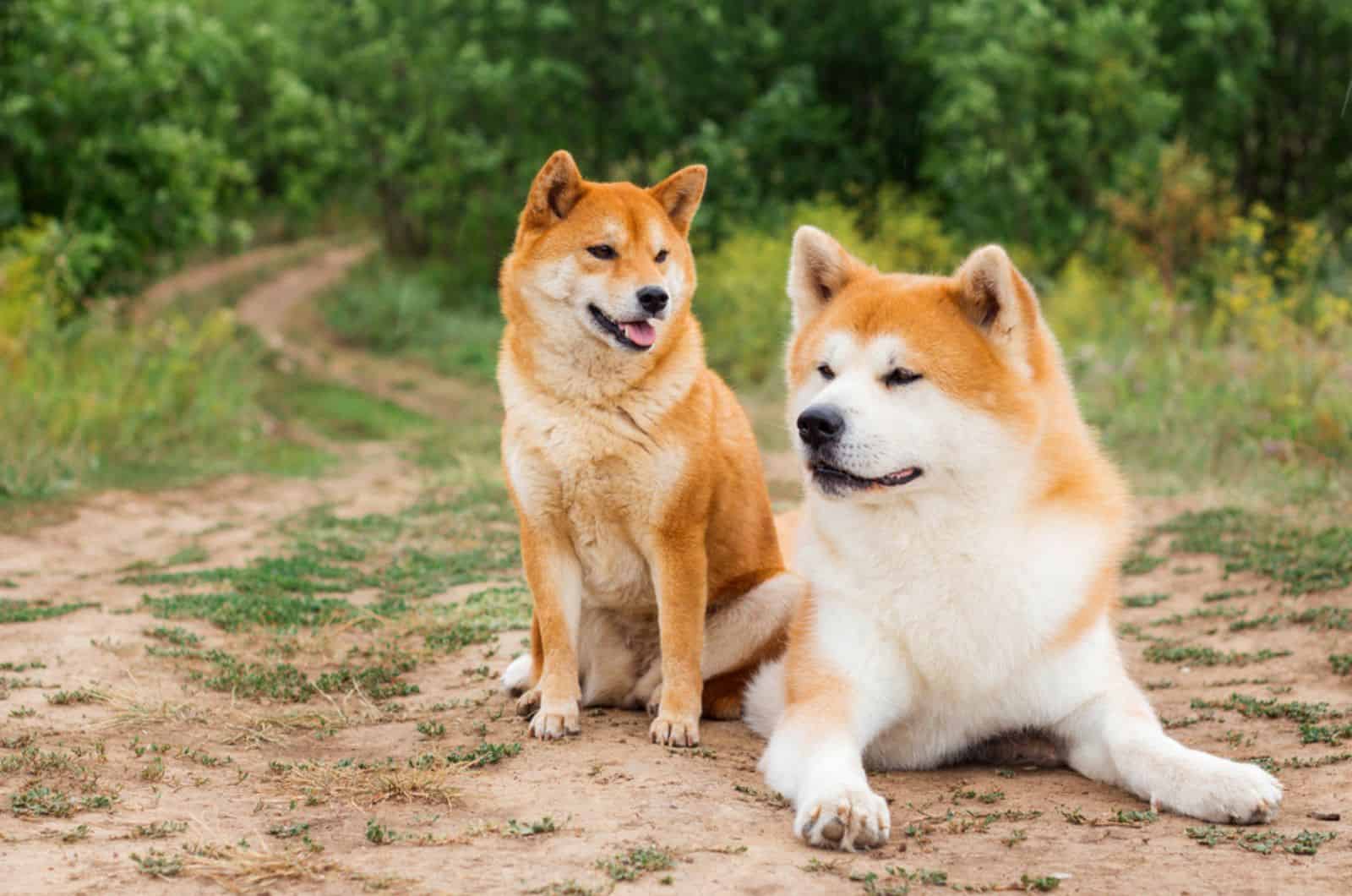 akita inu and shiba inu in nature