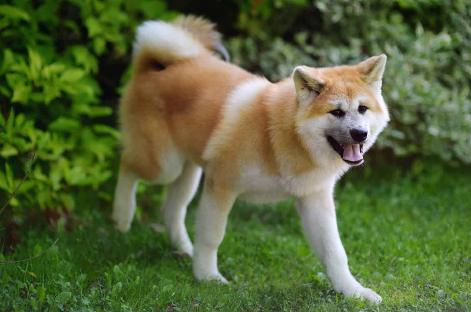 akita inu dog in the yard