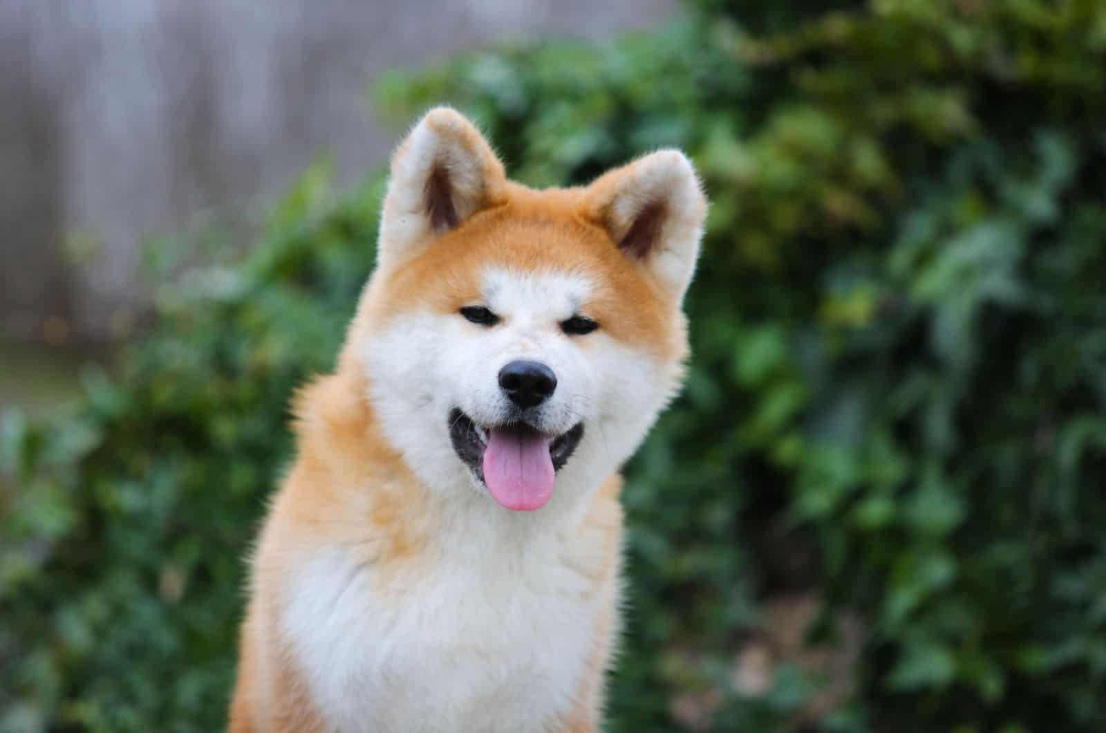 Akita inu in nature standing