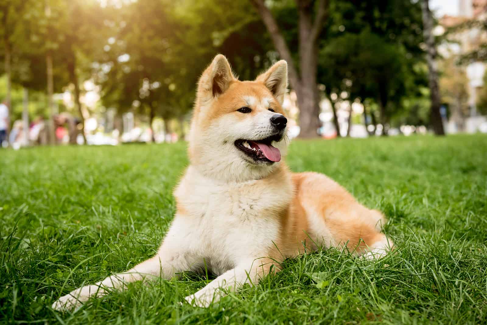 Akita Mixes: 43 Enchanting Hybrid Dogs